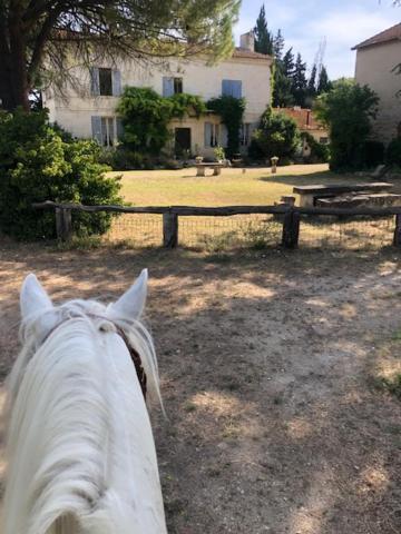 Le Mas Blanc Saint-Gilles  Exteriér fotografie